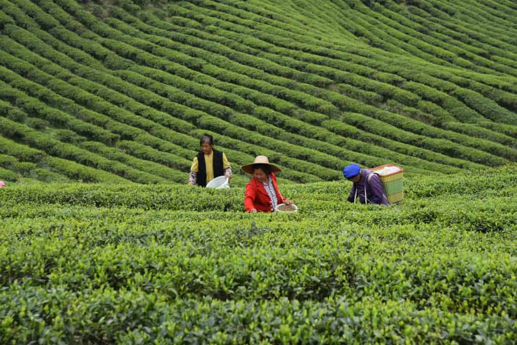 科技助茶，“贡茶之乡”一叶成“链”的致富
