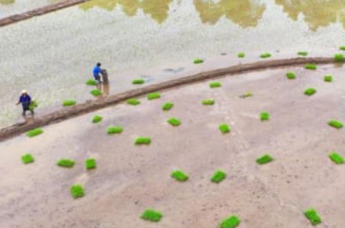 暮春时节，各地农民田间地头到处可见忙碌景象。